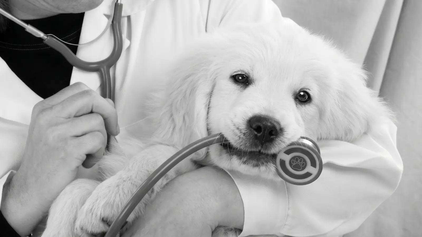 Atención veterinaria de un animal