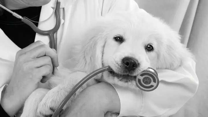 Atención veterinaria de un animal