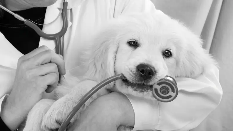 Atención veterinaria de un animal