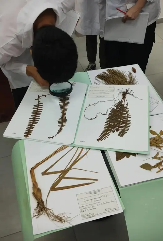 Estudiantes examinando ejemplares de plantas montados en el herbario