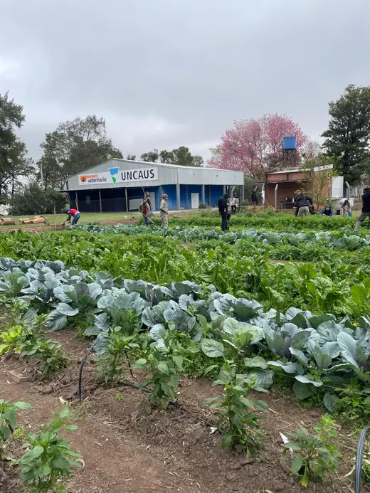 Estudiantes trabajando en los canteros de la huerta