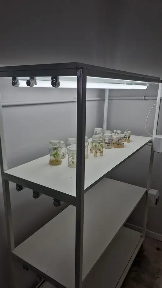 Cultivos in vitro en el espacio propio de la carrera en la Planta Piloto de la UNCAUS